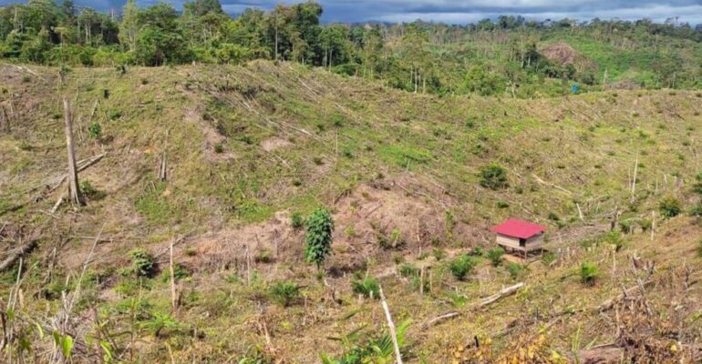 IPB University Expert: Habitat Degradation in Bengkulu Pushes Sumatran Elephants to the Brink of Extinction