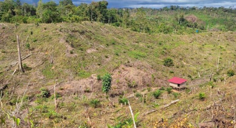 IPB University Expert: Habitat Degradation in Bengkulu Pushes Sumatran Elephants to the Brink of Extinction