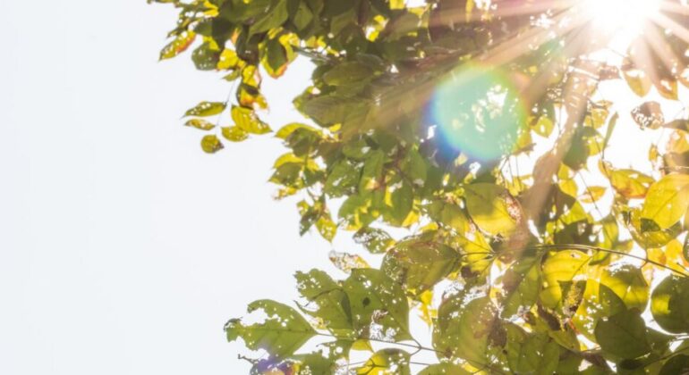 IPB University Expert: Lack of Sun Exposure Can Double the Risk of Death