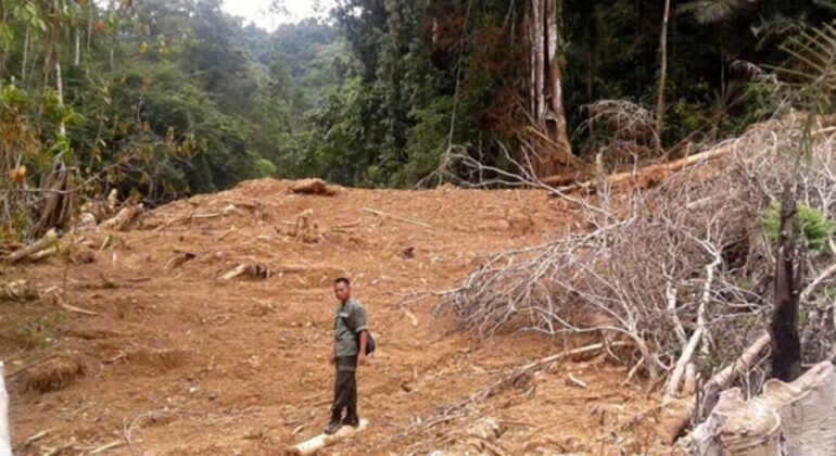 Chair of IPB University Disaster Study Center Reveals Illegal Activities Behind Sumatra Disasters