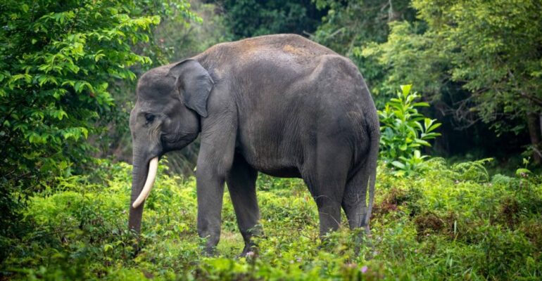 IPB University Researcher: Sumatra Experiences the Highest Loss of Biodiversity in Indonesia