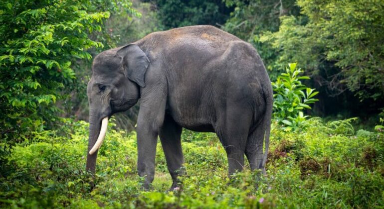 IPB University Researcher: Sumatra Experiences the Highest Loss of Biodiversity in Indonesia
