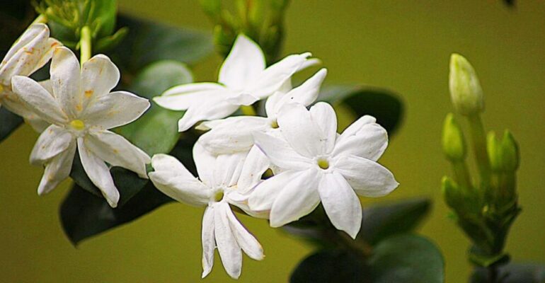 IPB University Researchers Reveal the Potential of White Jasmine for Health and Cosmetics