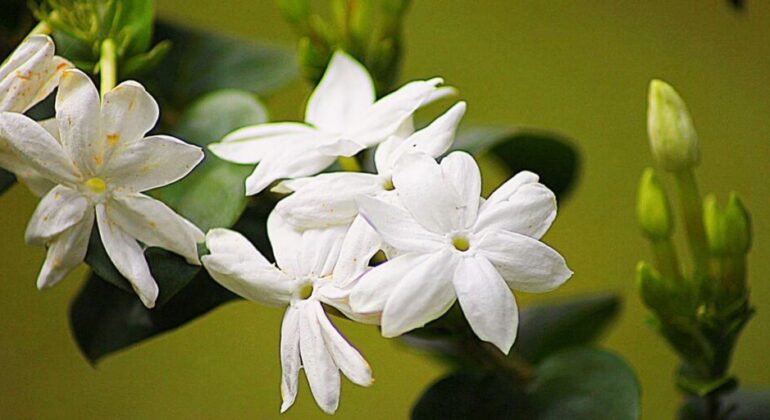 IPB University Researchers Reveal the Potential of White Jasmine for Health and Cosmetics