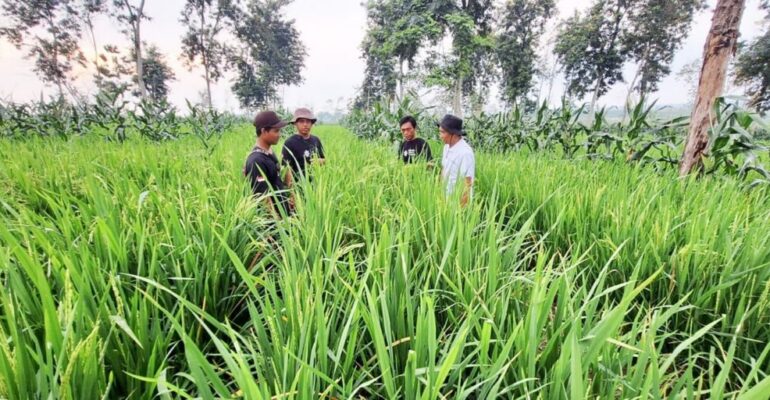 Faculty of Agriculture of IPB University Pioneers National Upland Rice Development