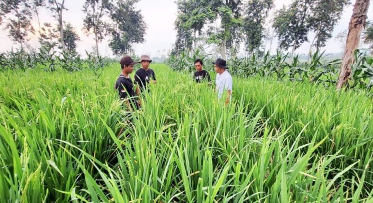 Faculty of Agriculture of IPB University Pioneers National Upland Rice Development
