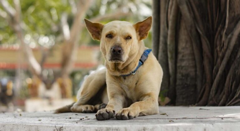 Dogs Are Considered Part of the Family, So It’s Important to Understand Their Unique Behavior