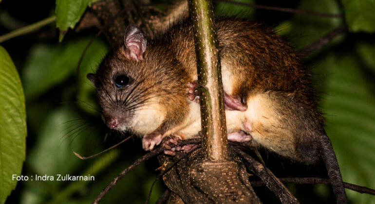 Tikus Belukar